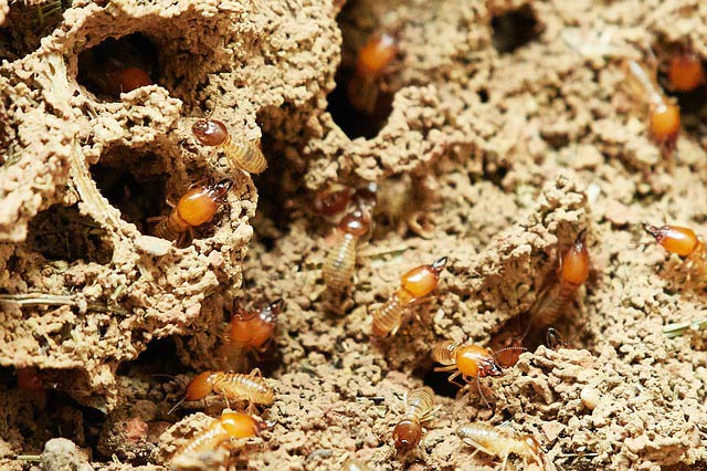 diagnostic-termite